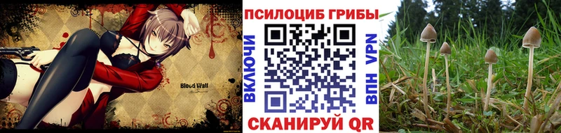 дарнет шоп  Чита  Псилоцибиновые грибы Psilocybe 